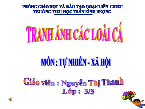 TRANH ẢNH CÁC LOÀI CÁ MÔN TNXH LỚP 3