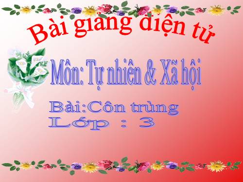 Bài 50. Côn trùng