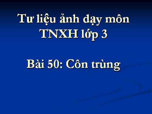 Bài 50. Côn trùng