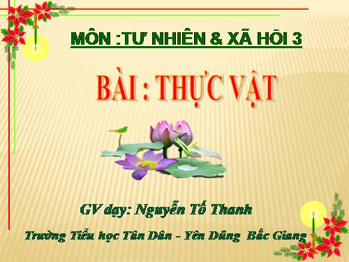 Bài 40. Thực vật