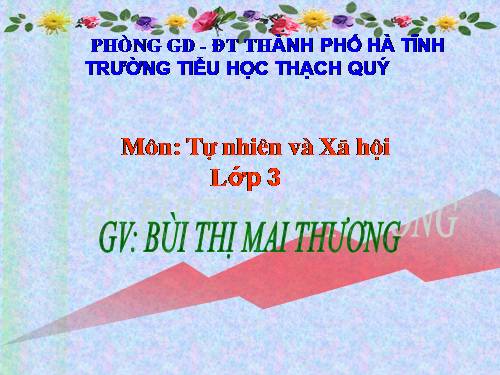 Bài 41. Thân cây