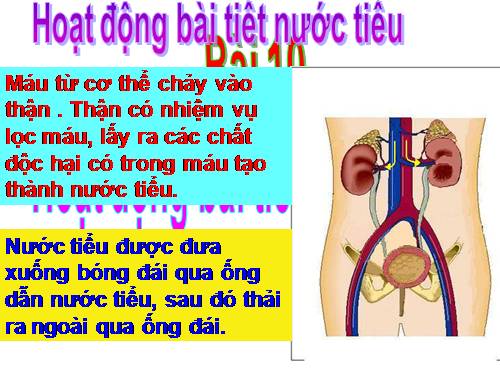 Bài 10. Hoạt động bài tiết nước tiểu