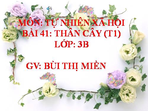 Bài 41. Thân cây