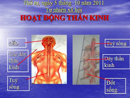 Bài 13. Hoạt động thần kinh