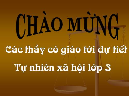 Bài 40. Thực vật