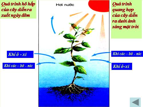 Bài 46. Khả năng kì diệu của lá cây