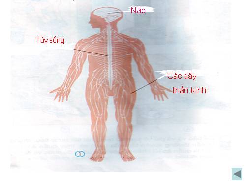 Bài 12. Cơ quan thần kinh