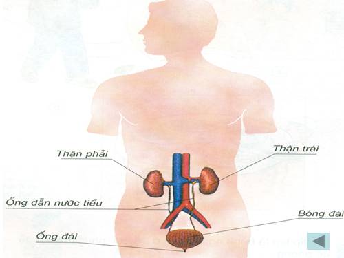 Bài 10. Hoạt động bài tiết nước tiểu