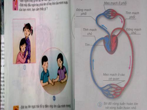 Bài 7: Hoạt động tuần hoàn