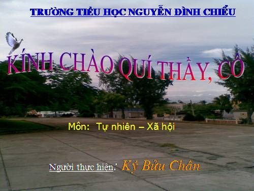 Bài 41. Thân cây