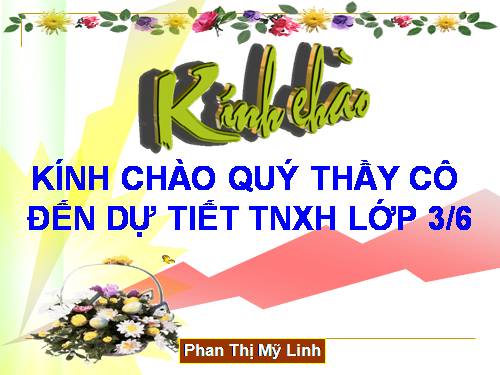 Bài 41. Thân cây