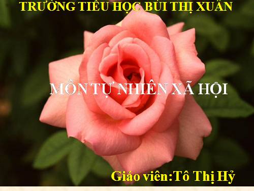 Bài 19. Các thế hệ trong một gia đình