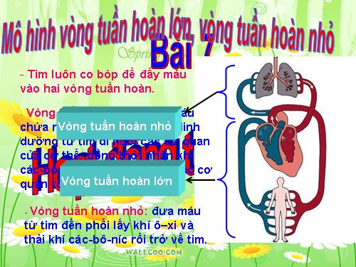 Bài 7. Hoạt động tuần hoàn