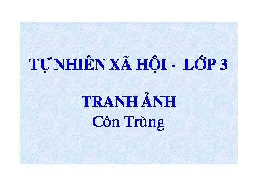 Tranh ảnh về Côn trùng