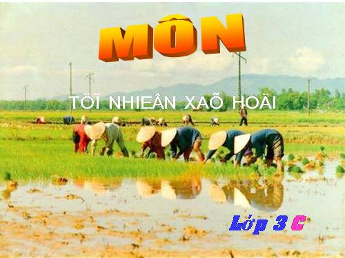 Bài 38. Vệ sinh môi trường (tiếp theo)