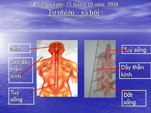 Bài 13. Hoạt động thần kinh