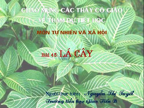 Bài 45. Lá cây