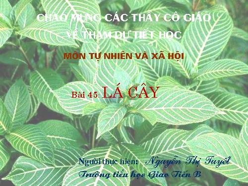 Bài 45. Lá cây