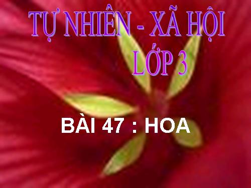 Bài 47. Hoa