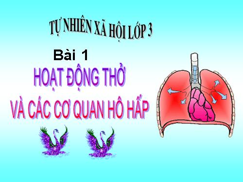 Bài 1. Hoạt động thở và cơ quan hô hấp