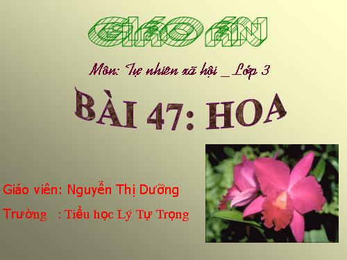 Bài 47. Hoa