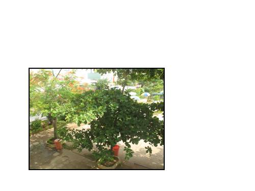Bài 11. Vẽ cành lá