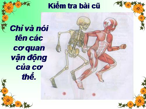 Bài 2. Bộ xương