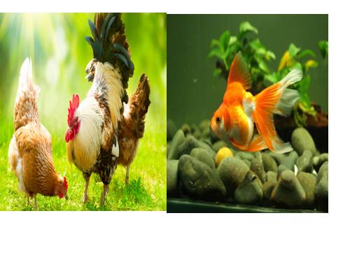 Bài 27. Loài vật sống ở đâu?