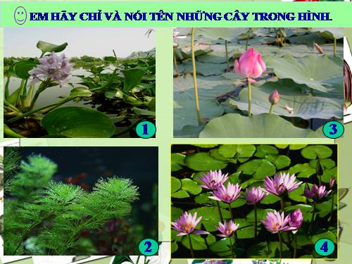 Bài 26. Một số loài cây sống dưới nước
