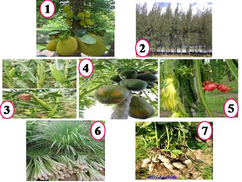 Bài 25. Một số loài cây sống trên cạn