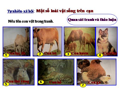 Bài 28. Một số loài vật sống trên cạn