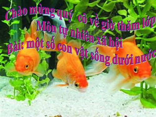 Bài 29. Một số loài vật sống dưới nước