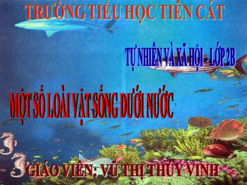 Bài 29. Một số loài vật sống dưới nước