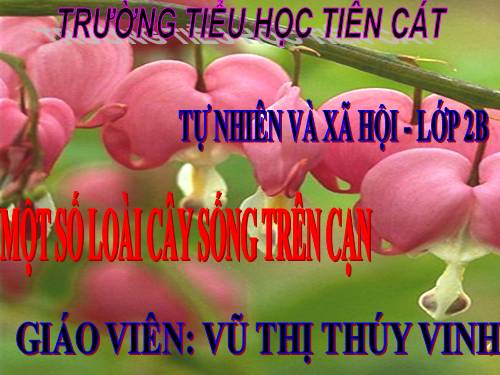 Bài 25. Một số loài cây sống trên cạn
