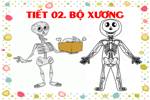 Bài 2. Bộ xương