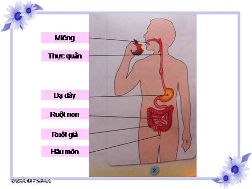 Bài 6. Tiêu hoá thức ăn