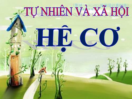 Bài 3. Hệ cơ