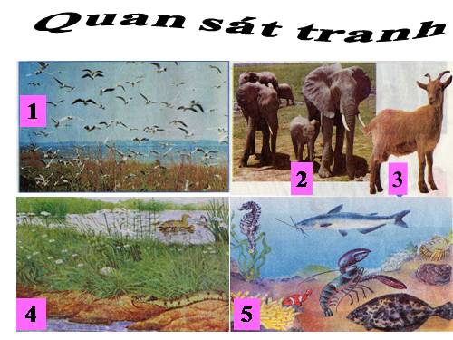 Bài 27. Loài vật sống ở đâu?