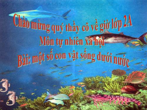Bài 29. Một số loài vật sống dưới nước