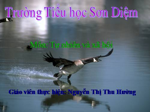 Bài 29. Một số loài vật sống dưới nước