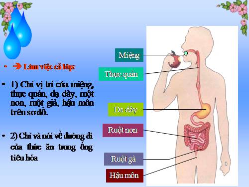 Bài 5. Cơ quan tiêu hoá