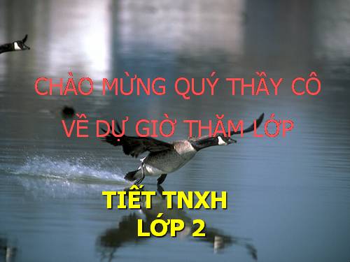 Bài 29. Một số loài vật sống dưới nước