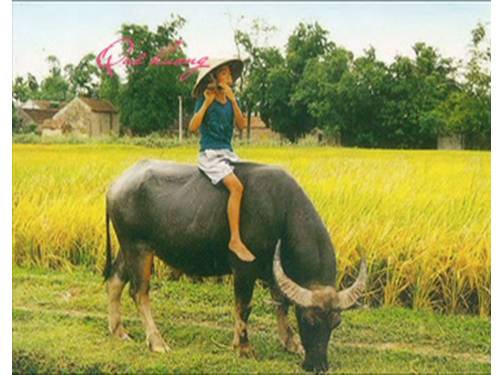 Bài 22. Cuộc sống xung quanh (tiếp theo)