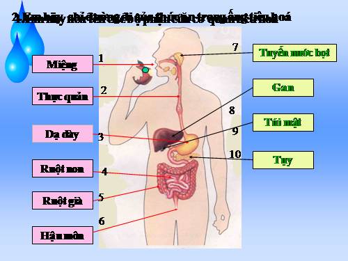 Bài 6. Tiêu hoá thức ăn