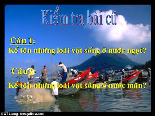 Bài 30. Nhận biết cây cối và các con vật