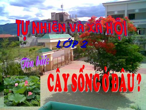 Bài 24. Cây sống ở đâu?