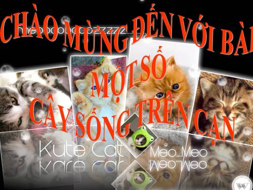 Bài 25. Một số loài cây sống trên cạn