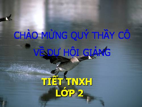 Bài 29. Một số loài vật sống dưới nước