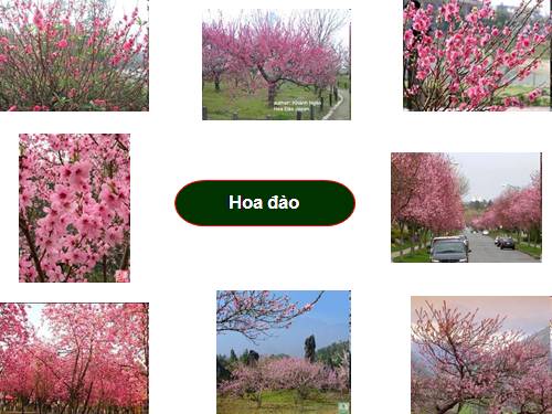 Anh ho tro day TNXH- bai Hoa