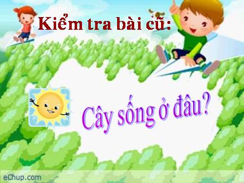 Bài 25. Một số loài cây sống trên cạn